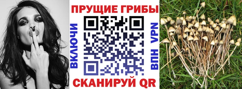 Псилоцибиновые грибы прущие грибы  blacksprut ТОР  Кирсанов  где купить наркоту 