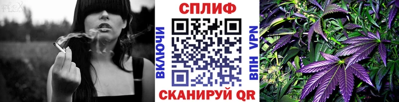 МАРИХУАНА сатива  Кирсанов 